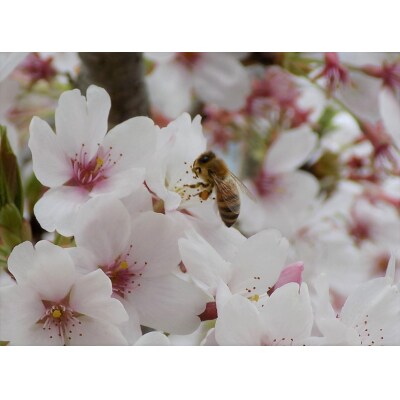 【京都ヒグチ養蜂園】京都市産天然百花はちみつ 600g