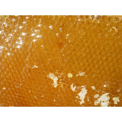 【京都・ヒグチ養蜂園】京都市産天然はちみつ3本セット