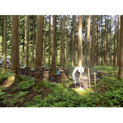 【京都・ヒグチ養蜂園】京都市産天然はちみつ3本セット