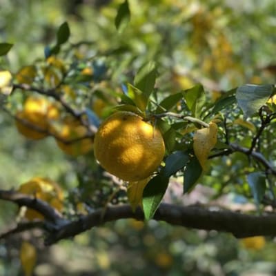 【京都速報×オジカソース】京都 路地裏だしポン酢