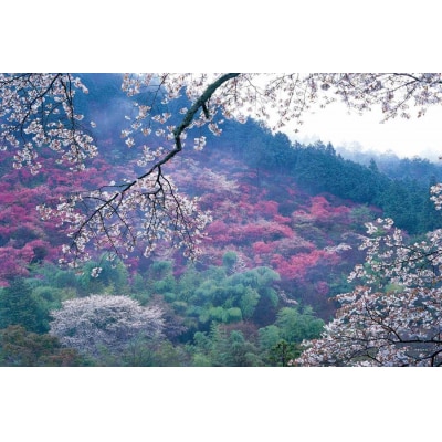 【マルナカ商事株式会社】京都スカーフ　「高雄　～桜～」1枚