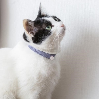 【中野伊助】ねこのわ GINKAKU(猫用首輪&飼い主用ピアス)