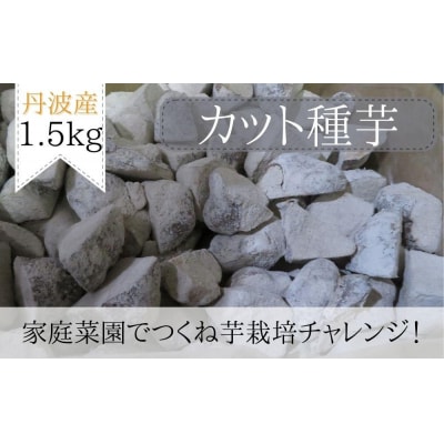 【芋家なか吉】後は植えるだけ カット種芋 1,5kg 丹波山の芋 