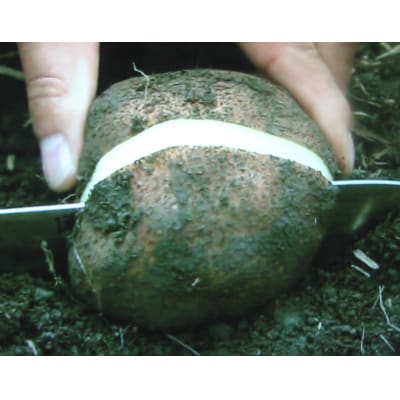 【芋家なか吉】後は植えるだけ カット種芋 1,5kg 丹波山の芋 