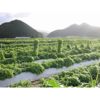 【芋家なか吉】後は植えるだけ カット種芋 1,5kg 丹波山の芋 