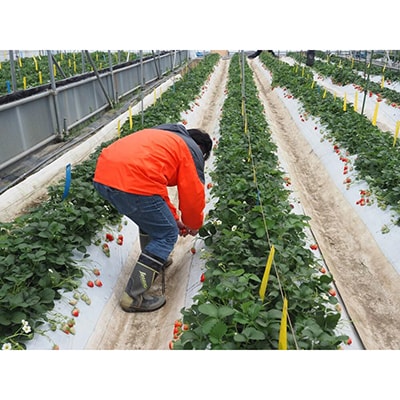 <予約受付>【オーガニックnico】おふくわけいちご　<京都洛西大原野産　有機JAS認定>