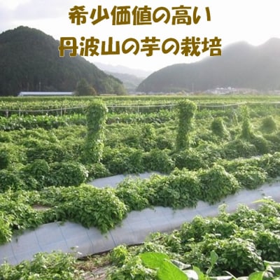 【芋家なか吉】丹波山の芋 種芋 3kg 食用でもOK/令和7年11月収穫