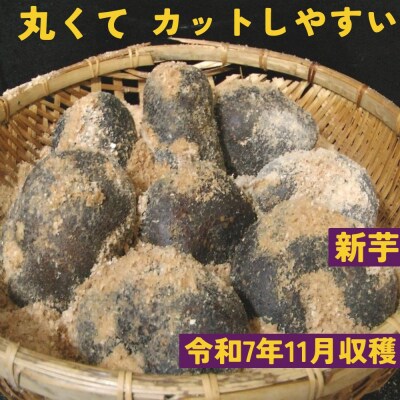 【芋家なか吉】丹波山の芋 種芋 3kg 食用でもOK/令和7年11月収穫