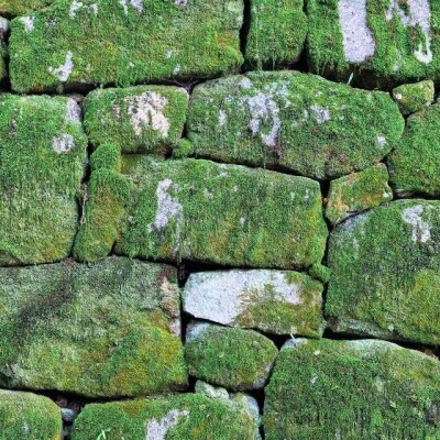 【銀座花粂】清水寺の苔　春　(3月20日頃到着　寄付日:2月3日から3月1日の方) 