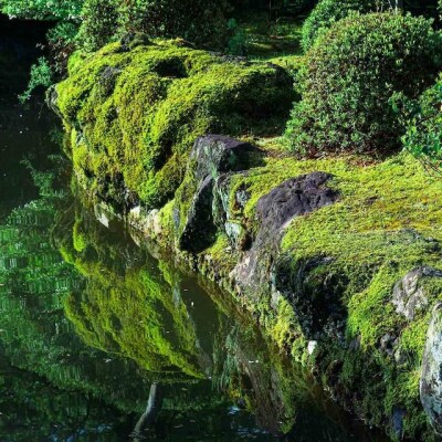 【銀座花粂】清水寺の苔　春　(3月20日頃到着　寄付日:2月3日から3月1日の方) 
