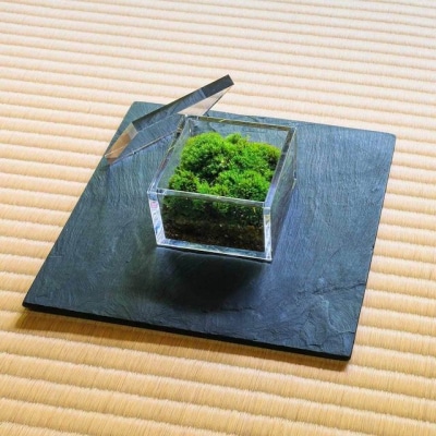 【銀座花粂】青蓮院の苔　春　(3月20日頃到着　寄付日:2月3日から3月1日の方)  