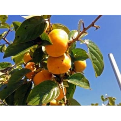 【京都市農協 大枝支部】<令和7年11月中旬～発送>大枝冨有柿(Lサイズ 15個)