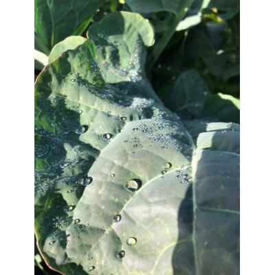 <2か月定期便>【緑のゆうき】京都産こだわりの野菜セット