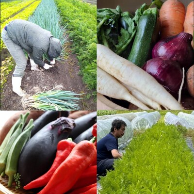 <5か月定期>【緑のゆうき】京都産こだわりの野菜セット