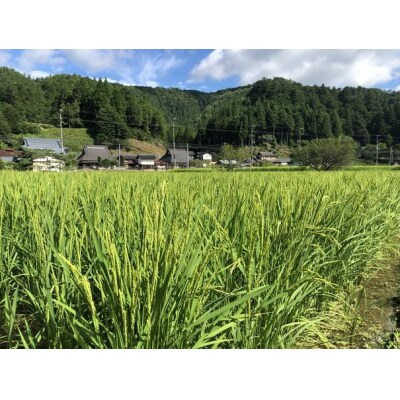 【京都ファーム】令和6年産 京都ファームのコシヒカリ 精米5kg