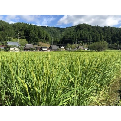 【京都ファーム】新米 コシヒカリ 玄米5kg|令和8年産 人気