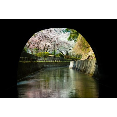 【びわ湖疏水船:三井寺便】春シーズン先行予約権(2名様分の乗船予約の権利)