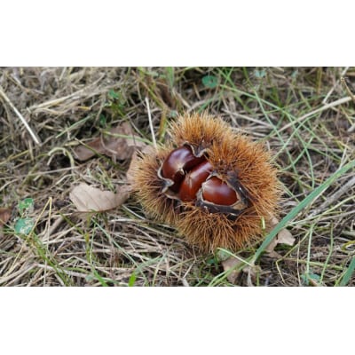 【SHUKA/種菓】SHUKA丹波栗