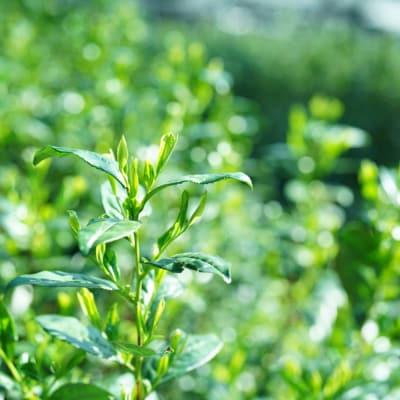 【つりい京都】茶壷ショコラ