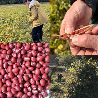 【緑のゆうき】京都産大納言あずき茶 2袋