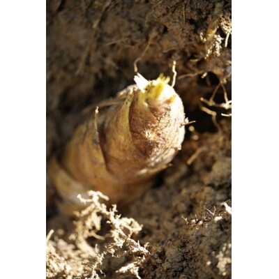 先行受付【筍農家】京都産 朝堀り たけのこ 優秀品 1KG(2-5本)