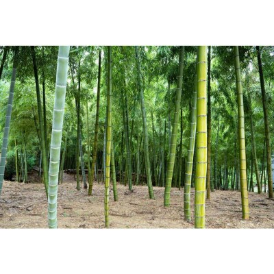 【筍 専門店】塚原たけのこビン詰め(3本セット)