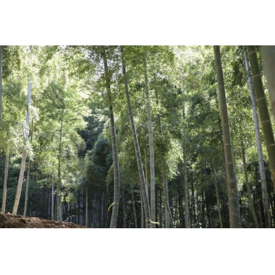 予約受付【筍農家】京都産 朝堀り たけのこ 優秀品 1KG(2-5本) 