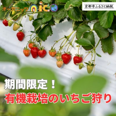 【オーガニックnico】有機栽培のいちご狩り1名分(2026年3月～4月開催)|いちご おすすめ 