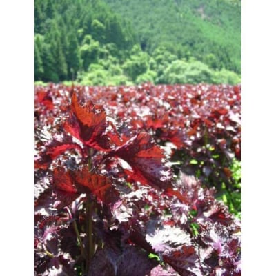 【土井志ば漬本舗】京都大原ちりめん赤紫蘇ジュース 180ml×10本|赤紫蘇ジュース 人気セット