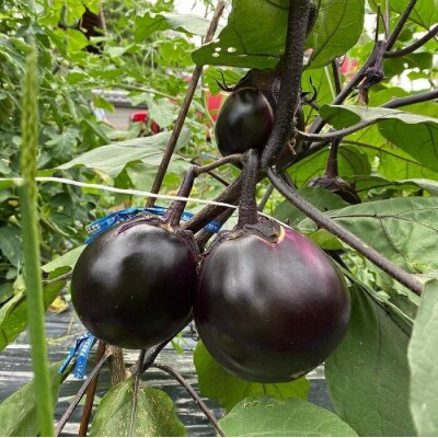 【先行予約・2026年7月発送】京ブランド野菜・賀茂茄子(かもなす) 6個 約1.5kg