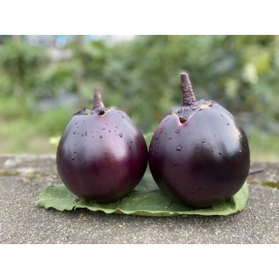 <3回定期便/2027年7～9月発送>京ブランド野菜・賀茂茄子(かもなす)6個 約1.5kg×3回 