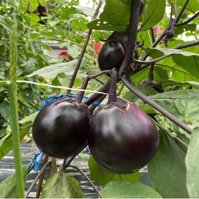 <3回定期便/2027年7～9月発送>京ブランド野菜・賀茂茄子(かもなす)6個 約1.5kg×3回 