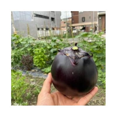 【先行予約・2026年7月発送】京野菜「3種セット」賀茂茄子・万願寺とうがらし・伏見とうがらし