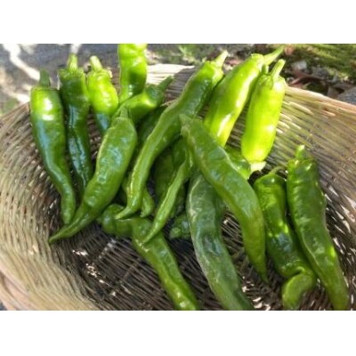 �y��s�\��E2026�N7�������z���莛�Ƃ����炵(�����)1kg(�ڈ�30�`35�{)