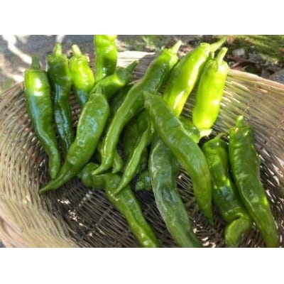 【先行予約・2026年7月発送】万願寺とうがらし(京野菜)1kg(目安30～35本)