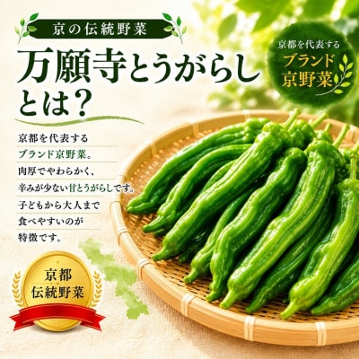 万願寺とうがらし(京野菜)1kg(目安30～35本) |京都 野菜 人気セット