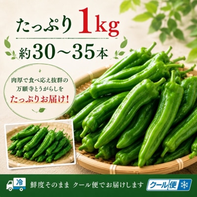 万願寺とうがらし(京野菜)1kg(目安30～35本) |京都 野菜 人気セット