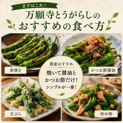 万願寺とうがらし(京野菜)1kg(目安30～35本) |京都 野菜 人気セット