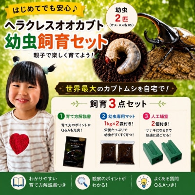 【虹色Farm】ヘラクレスオオカブト 幼虫2匹(ペア)飼育キット3点付|京都 オオカブト 人気