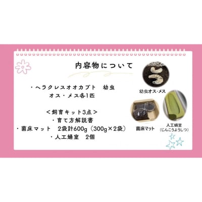 【虹色Farm】ヘラクレスオオカブト 幼虫2匹(ペア)飼育キット3点付|京都 オオカブト 人気