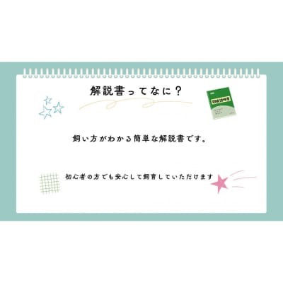 【虹色Farm】ヘラクレスオオカブト 幼虫2匹(ペア)飼育キット3点付|京都 オオカブト 人気