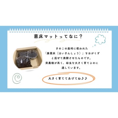 【虹色Farm】ヘラクレスオオカブト 幼虫2匹(ペア)飼育キット3点付|京都 オオカブト 人気