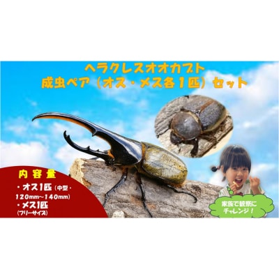 【虹色Farm】ヘラクレスオオカブト 成虫ペア(オス・メス各1匹)|京都 オオカブト 人気