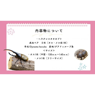 【虹色Farm】ヘラクレスオオカブト 成虫ペア(オス・メス各1匹)|京都 オオカブト 人気