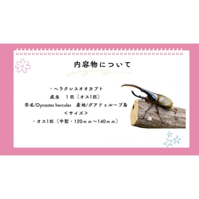 【虹色Farm】ヘラクレスオオカブト 成虫オス1匹(中型・120mm～140mm)|京都 人気