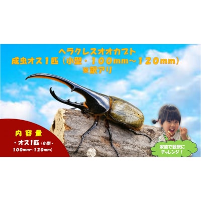【虹色Farm】ヘラクレスオオカブト 成虫オス1匹(小型・100mm～120mm)訳アリ|京都 人気