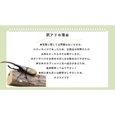 【虹色Farm】ヘラクレスオオカブト 成虫オス1匹(小型・100mm～120mm)訳アリ|京都 人気