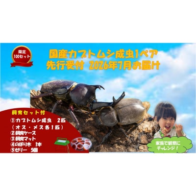  《先行受付・2026年7月お届け》【虹色Farm】国産カブトムシ成虫1ペア(飼育キット付) |京都