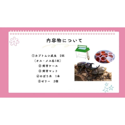  《先行受付・2026年7月お届け》【虹色Farm】国産カブトムシ成虫1ペア(飼育キット付) |京都