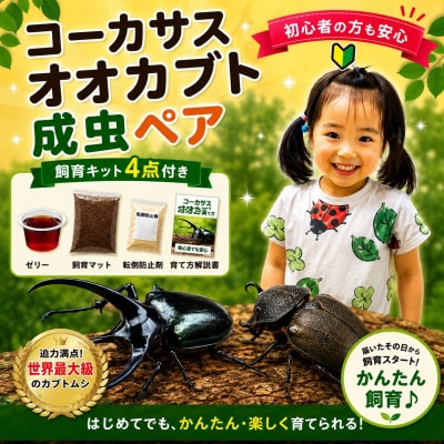 【虹色Farm】コーカサスオオカブト 成虫ペア ～初心者の方も安心!飼育キット4点付